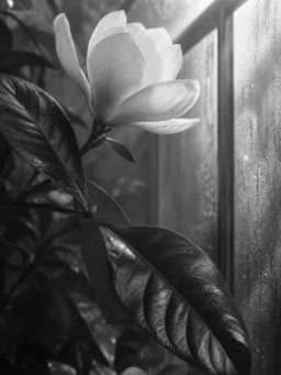 Grayscale Kindle preview of Magnolia Greenhouse Sunbeam